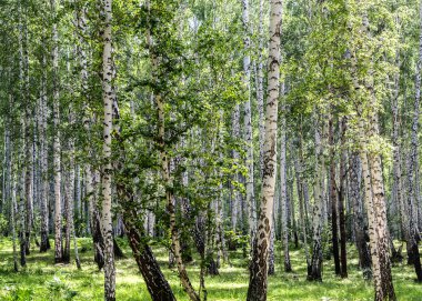 Huş grove Urallarda bir yaz gününde.