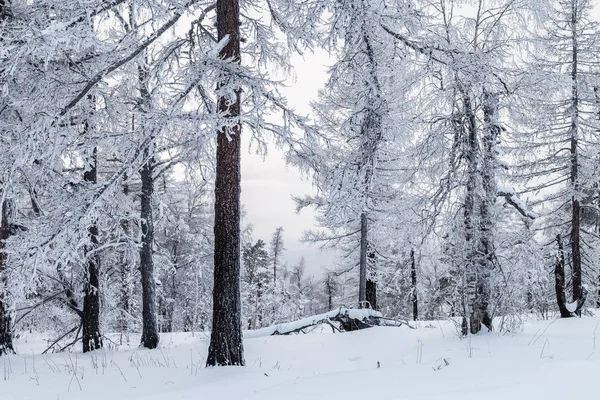 Зимові Засніжені Дерева Уральських Горах — стокове фото