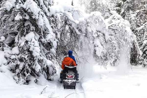 Athletes on a snowmobile moving in the winter forest in the mountains of the Southern Urals.thletes on a snowmobile moving in the winter forest in the mountains of the Southern Urals.