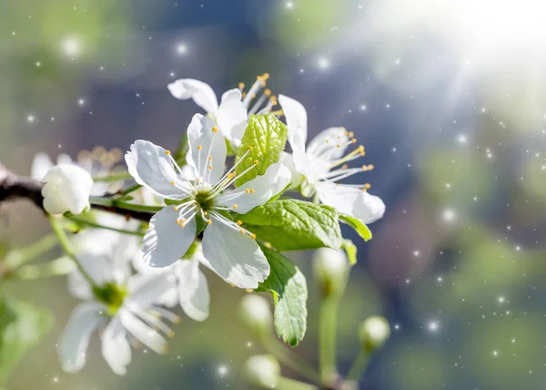 Wiosenne Kwitnienie Białe Kwiaty Wiśni Wiosennym Tle — Zdjęcie stockowe