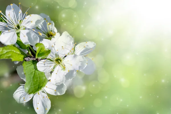 Voorjaarsbloei Witte Bloemen Van Een Kersenboom Een Lente Achtergrond — Stockfoto