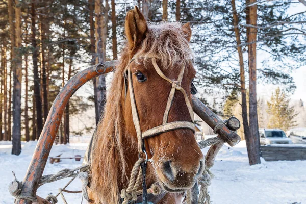 Harnessed horse in a pine forest.