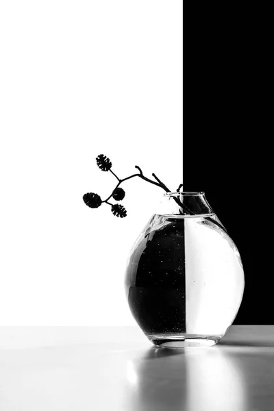 在黑白背景上带有 Alder 分支的花瓶 — 图库照片