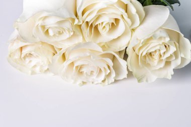 Beyaz bir arka plan üzerinde beyaz gül. Kopya alanı.