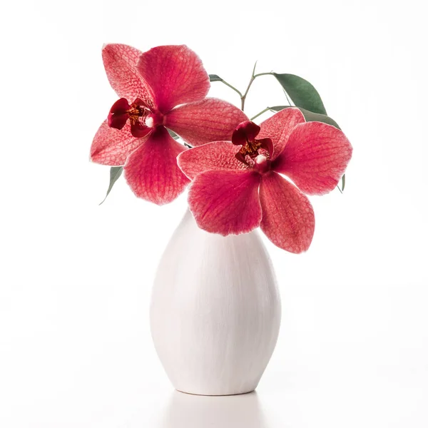 Image avec orchidée . — Photo
