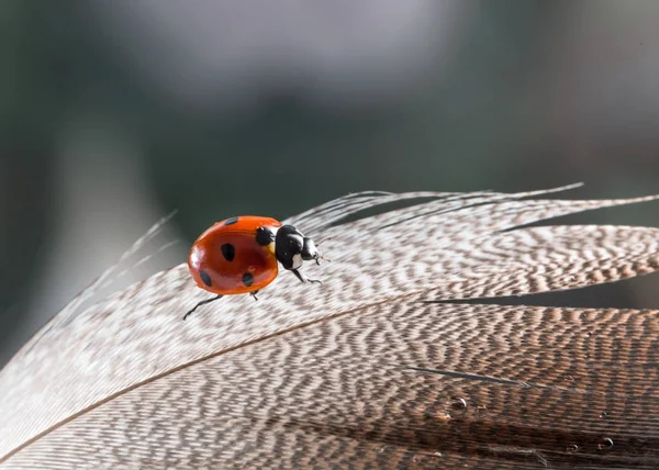 Bild mit einem Marienkäfer. — Stockfoto