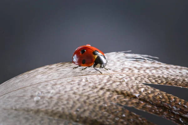 Bild mit einem Marienkäfer. — Stockfoto