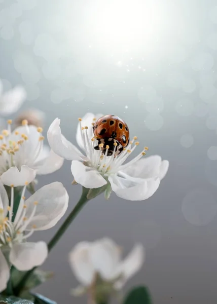 Bild mit einem Marienkäfer. — Stockfoto