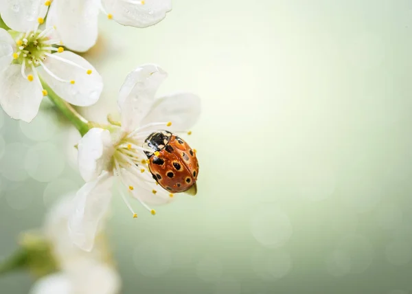 Image with a ladybug. — Stock Photo, Image