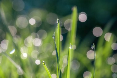 Bahar güneşli sabah