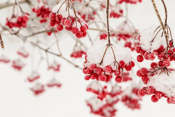 Röda viburnum bär. — Stockfoto