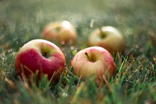 Фото с яблоками . — стоковое фото