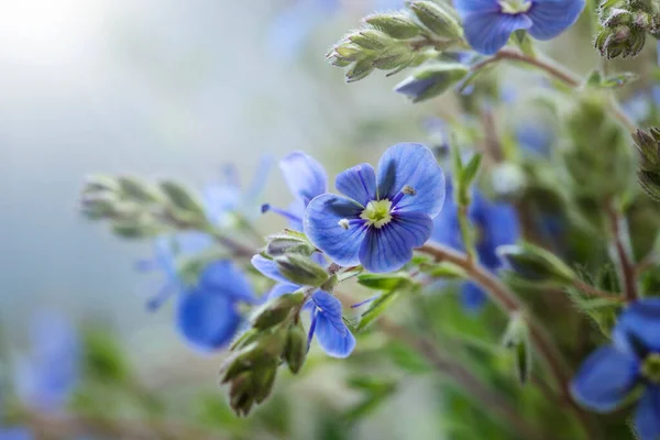 Fiore Veronica Prato Estivo — Foto Stock