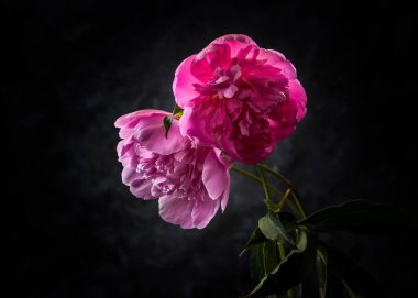 Şakayıklı görüntü.