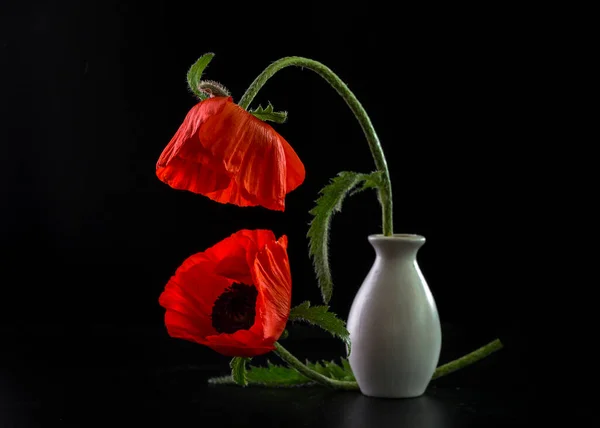 Image with poppies. — Stock Photo, Image
