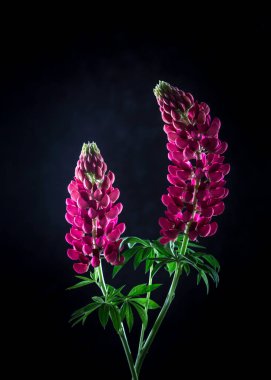 Koyu arkaplanda iki lupin. Aşk konsepti.