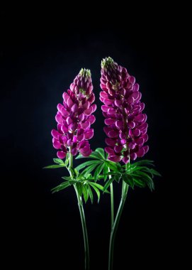 Koyu arkaplanda iki lupin. Aşk konsepti.