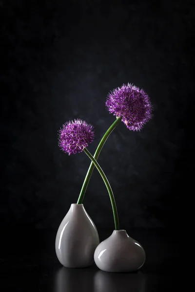 Koyu Arkaplanda Iki Soğan Çiçeği Aşk Konsepti — Stok fotoğraf