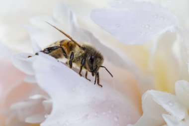 Beyaz şakayık çiçekli bir arı, iş yerindeki arıya yakın çekim. Makro çekim.