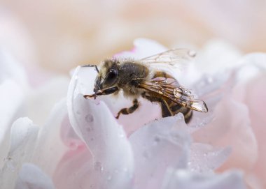 Beyaz şakayık çiçekli bir arı, iş yerindeki arıya yakın çekim. Makro çekim.