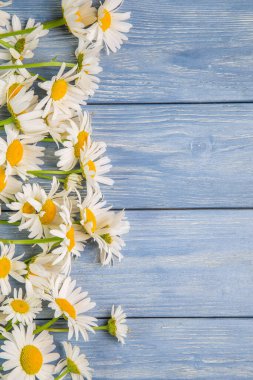 Mavi arka planda beyaz papatya çiçekleri. Güzel bahar kompozisyonu, tasarım şablonu, metin için kopyalama alanı.