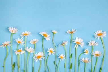 Mavi arka planda beyaz papatya çiçekleri. Güzel bahar kompozisyonu, tasarım şablonu, metin için kopyalama alanı.