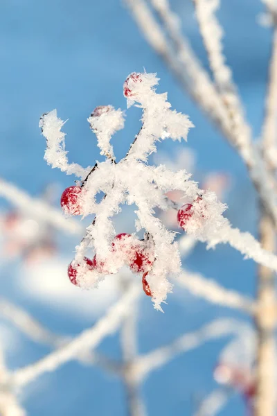 枝に霜が付いているビブラムの赤い果実 — ストック写真