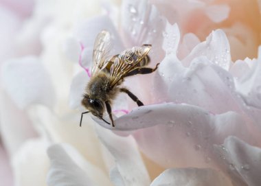 Beyaz şakayık çiçekli bir arı, iş yerindeki arıya yakın çekim. Makro çekim.