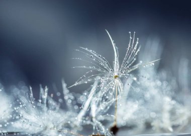 Karahindiba tohumlarının üzerindeki çiğ damlaları. Makro arkaplan mavisi. Çiçek paraşütünün üzerine bir damla su. Sakinlik kavramı nazik bir imajdır..
