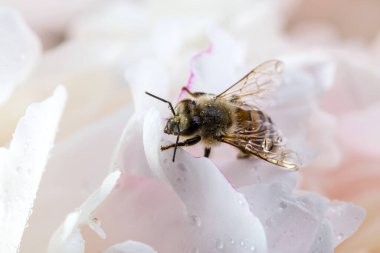 Beyaz şakayık çiçekli bir arı, iş yerindeki arıya yakın çekim. Makro çekim.