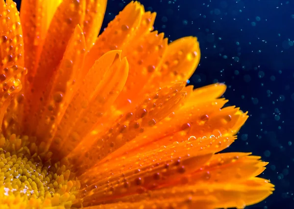 Macro Flor Calêndula Gotas Orvalho — Fotografia de Stock