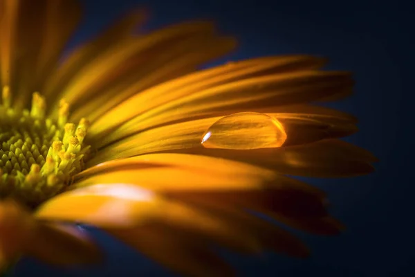 One drop of water on an orange calendula petal.