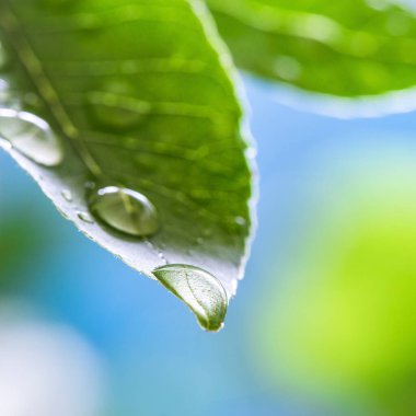 Yapraklarında damlacıklar olan resim.