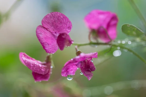 Immagine con gocce su un fiore. — Foto Stock