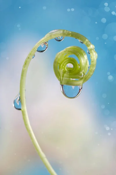 Image with curl and drops. — Stock Photo, Image