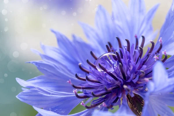 Imagem com uma flor de milho . — Fotografia de Stock