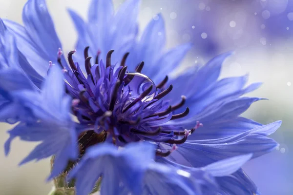 Flor Milho Azul Com Uma Gota Orvalho — Fotografia de Stock