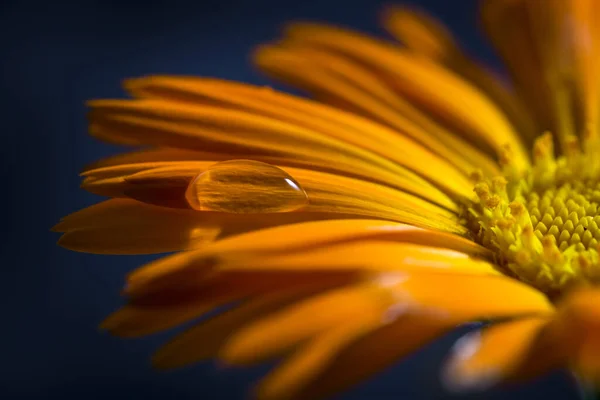 Ein Tropfen Wasser Auf Einem Orangen Calendula Blütenblatt — Stockfoto