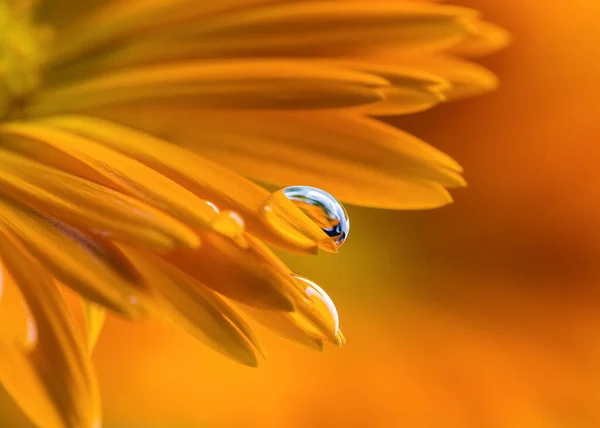 Uma Gota Água Uma Pétala Calêndula Laranja — Fotografia de Stock