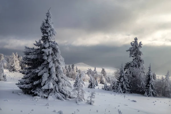 Alberi Innevati Invernali Sulle Montagne Degli Urali — Foto Stock