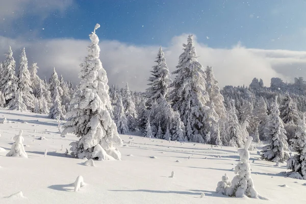 Zimowe Drzewa Pokryte Śniegiem Górach Ural — Zdjęcie stockowe