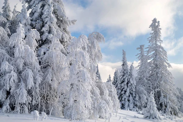 Alberi Innevati Invernali Sulle Montagne Degli Urali — Foto Stock