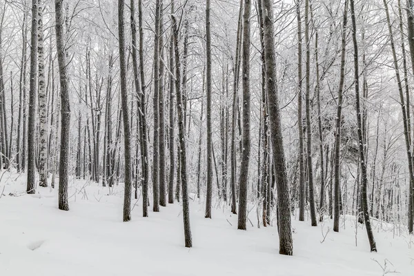 Invierno Árboles Cubiertos Nieve Las Montañas Los Urales — Foto de Stock