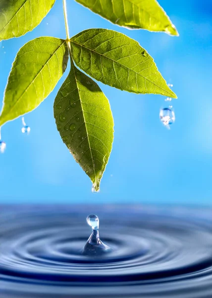 Krople Wody Zielonego Świeżego Liścia — Zdjęcie stockowe