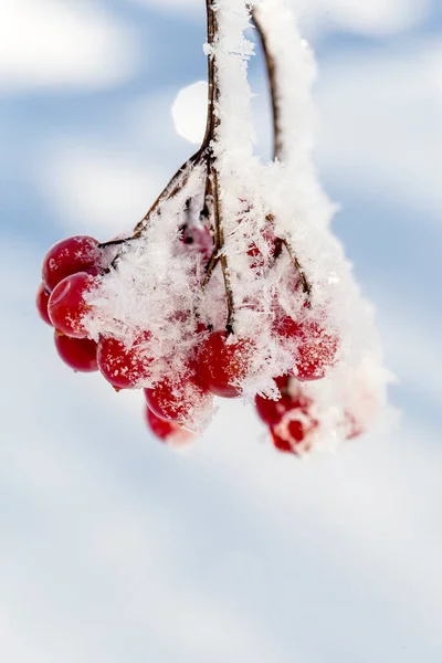 Red Berries Viburnum Hoarfrost Branches — Stock Photo, Image