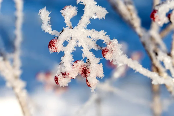 Röda Bär Viburnum Med Hesparfrost Grenarna — Stockfoto