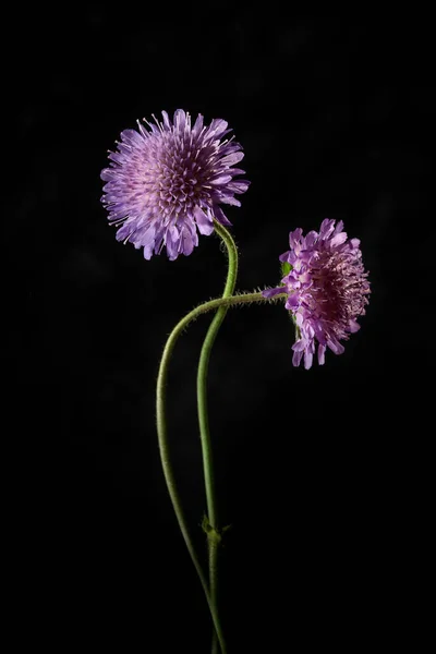 Duas Flores Cor Rosa Num Fundo Escuro Conceito Amor — Fotografia de Stock