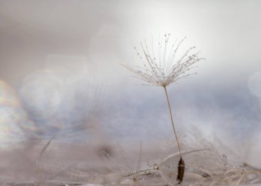 Çiğ damlalı resim.