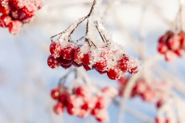 菊花红浆果 枝条上有黄霜 — 图库照片