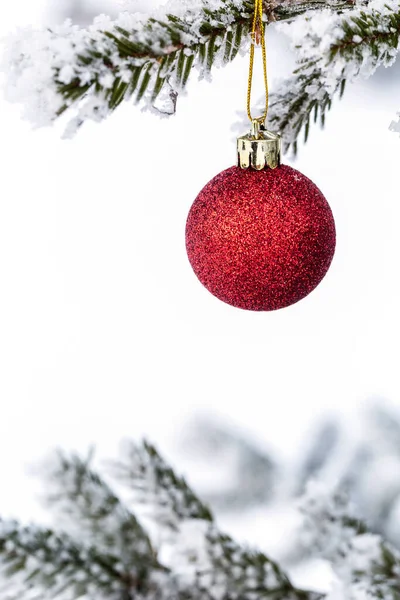 Çam Dalında Kırmızı Noel Topları Buzla Kaplı Noel Kartı Metin — Stok fotoğraf